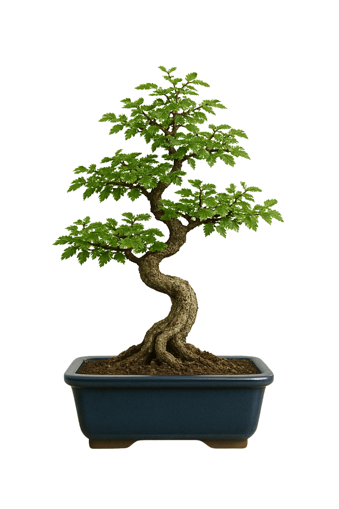 Chinese Elm Bonsai tree