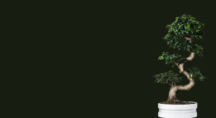 flowering bonsai tree