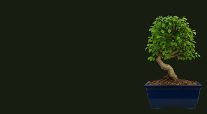 flowering bonsai tree