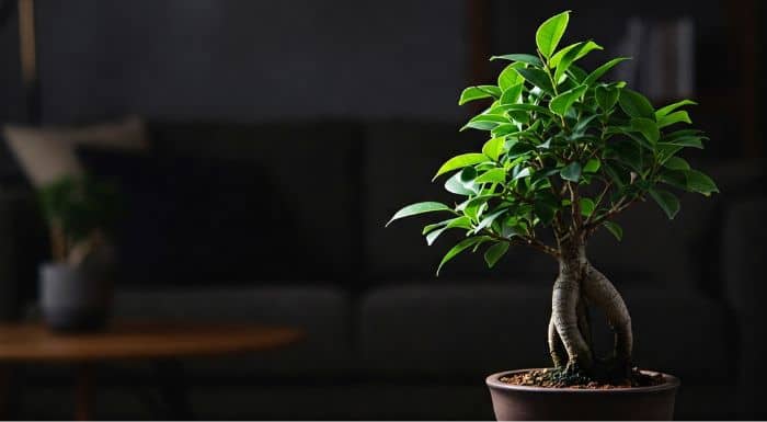 bonsai-plants