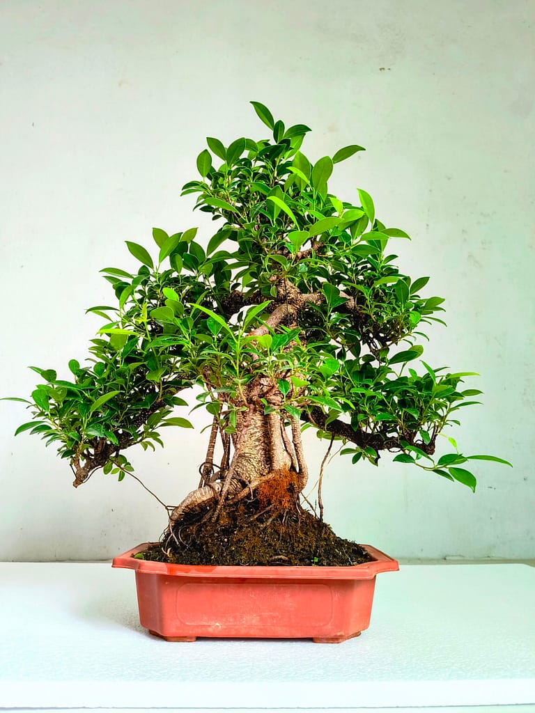 affordable large bonsai plants